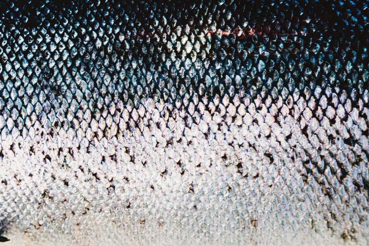close up Scottish salmon scales