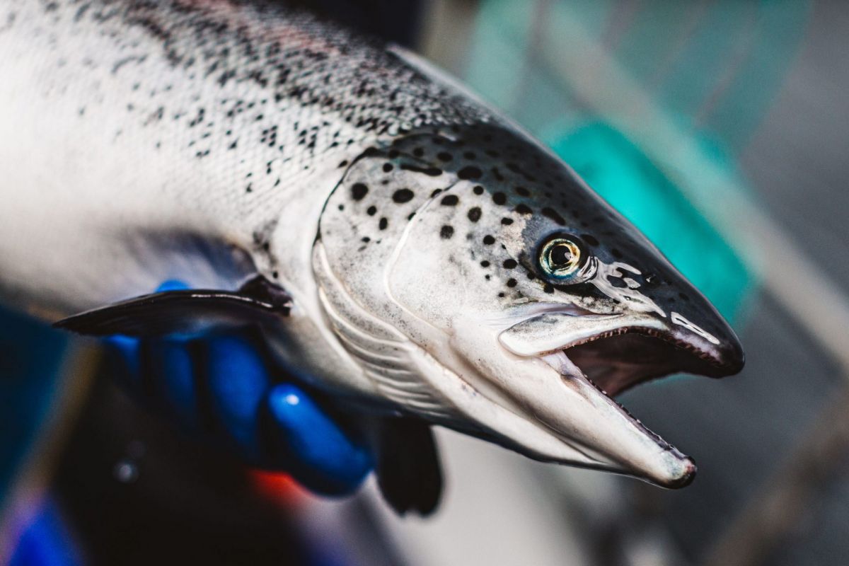 close up of farmed Scottish salmon