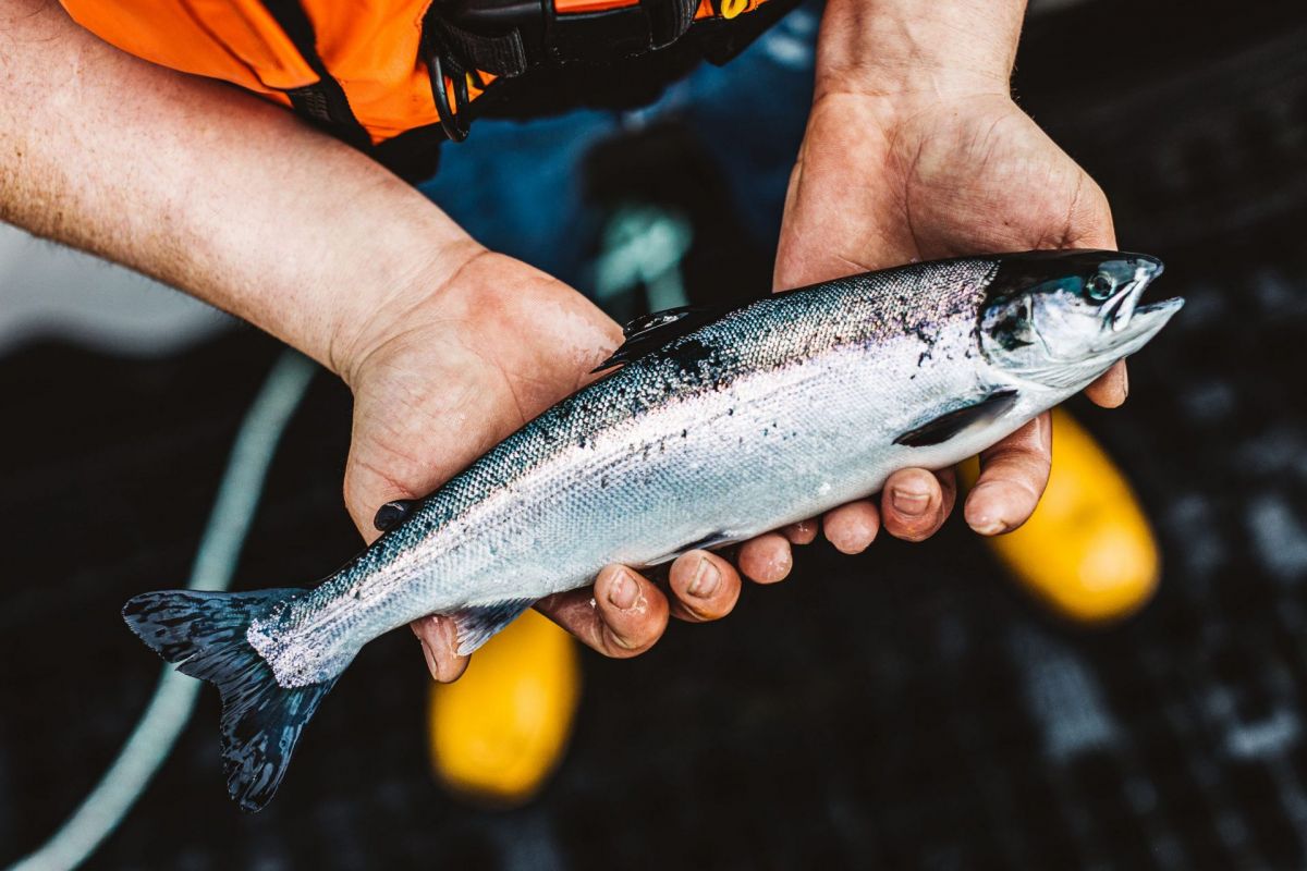 young farmed salmon in hands