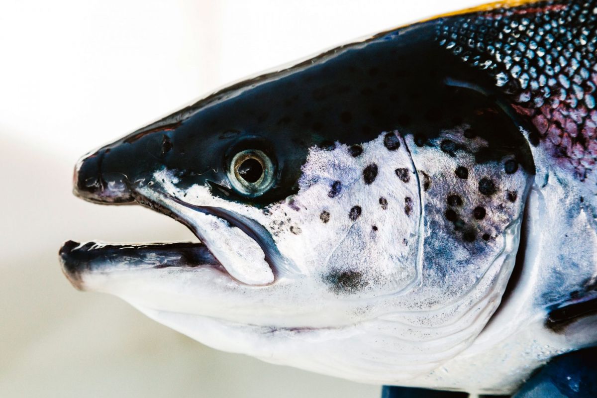 close up of a Scottish salmon