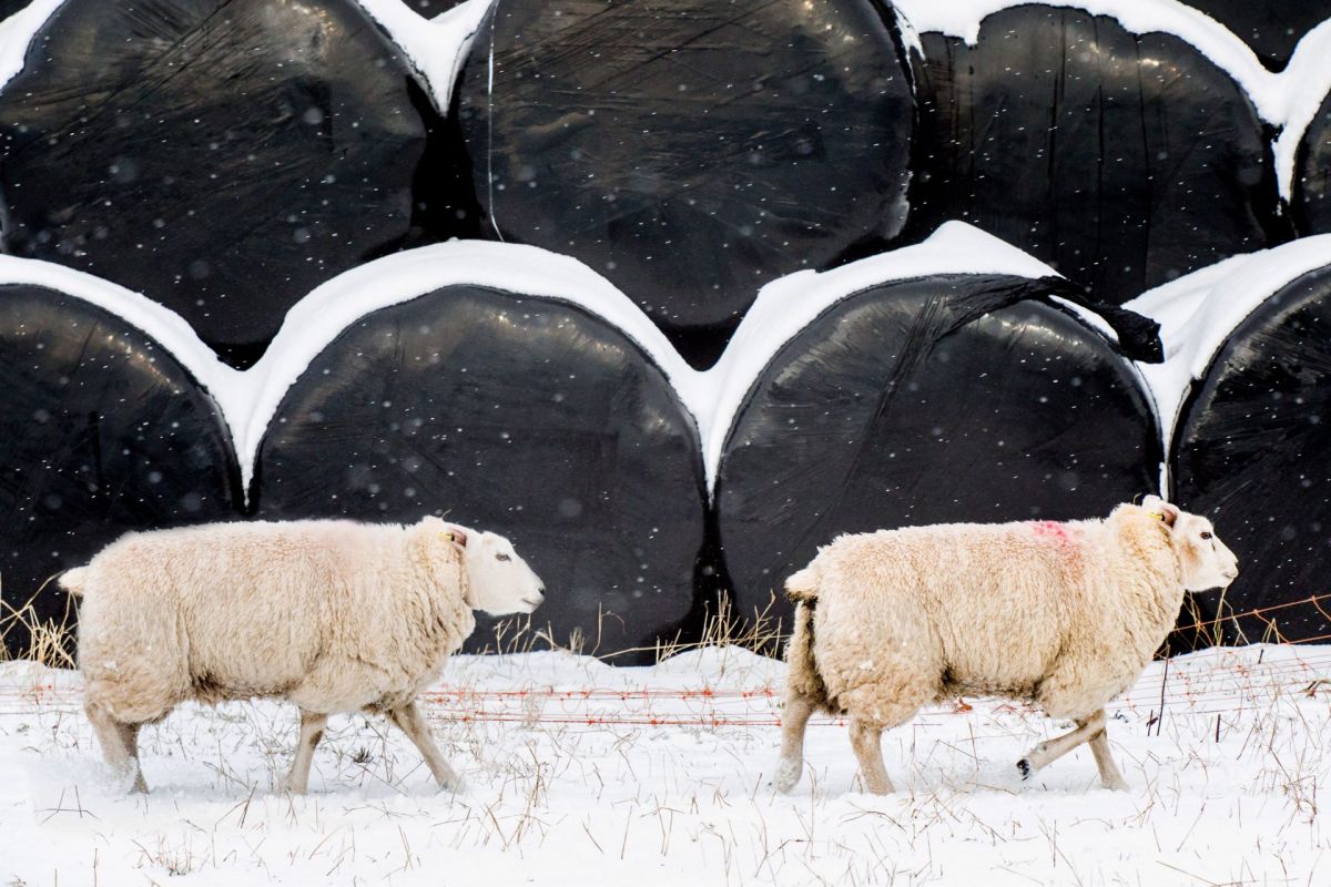 sheep in the snow