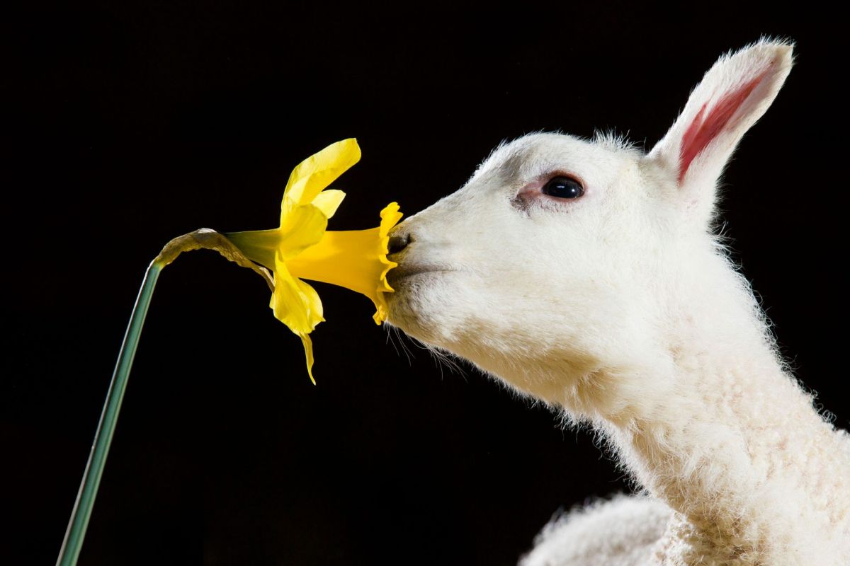 newly born spring lamb