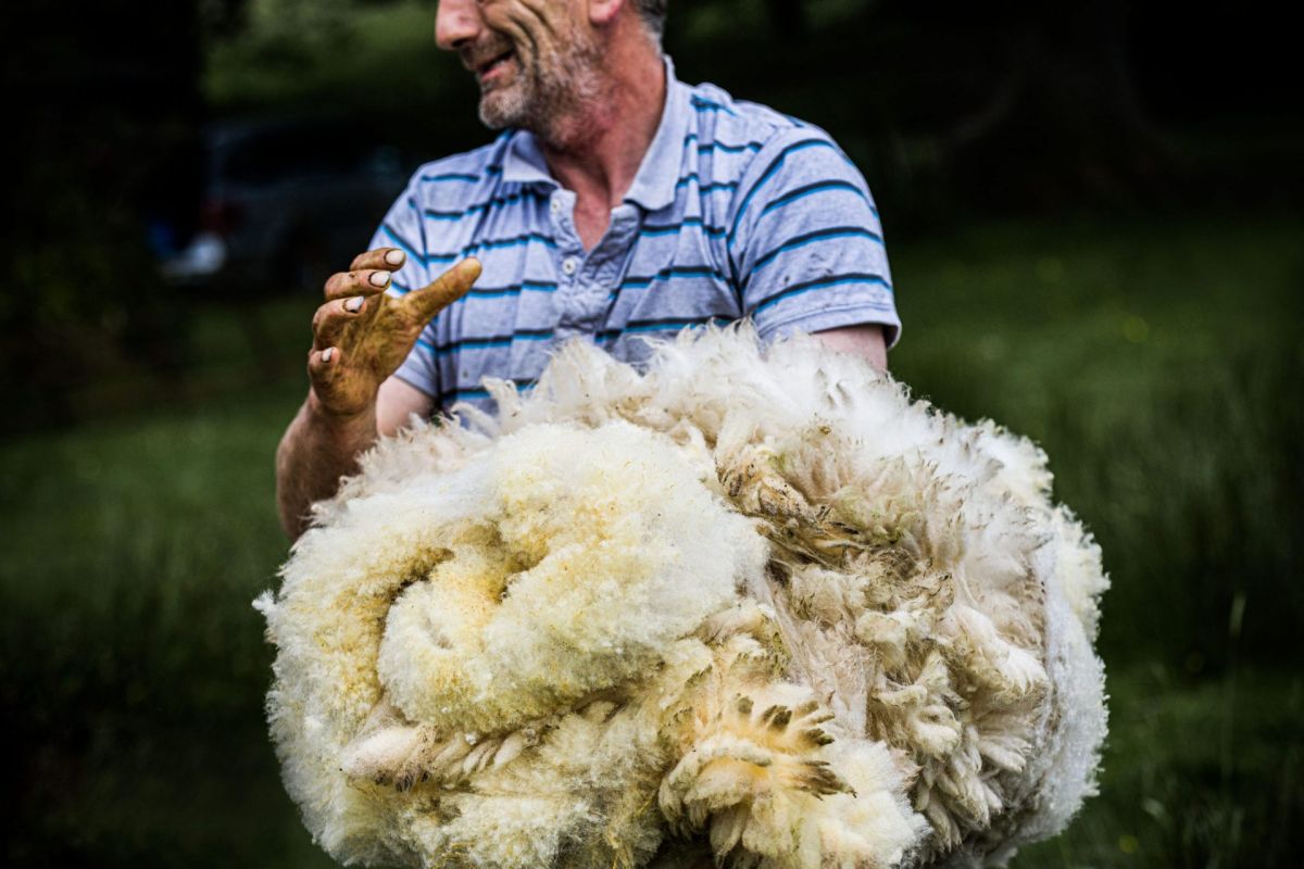 wool handler with fleece in hands